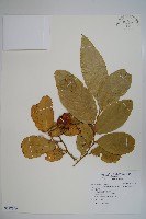 小刺山柑藏品圖，第1張