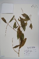 銳葉山柑藏品圖，第1張