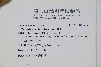 銳葉山柑藏品圖，第2張