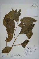 毛瓣蝴蝶木藏品圖，第1張