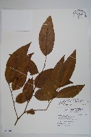 毛瓣蝴蝶木藏品圖，第1張