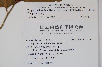 毛瓣蝴蝶木藏品圖，第2張