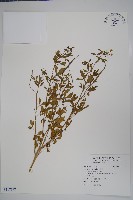 向天黃藏品圖，第1張