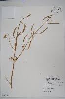 向天黃藏品圖，第1張