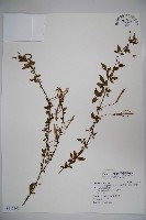 平伏莖白花菜、成功白花菜藏品圖，第1張