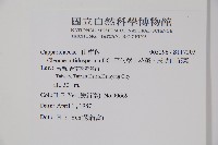 平伏莖白花菜、成功白花菜藏品圖，第2張