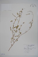 平伏莖白花菜、成功白花菜藏品圖，第1張