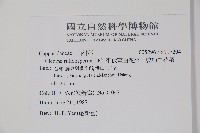 平伏莖白花菜、成功白花菜藏品圖，第2張