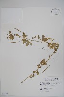 平伏莖白花菜、成功白花菜藏品圖，第1張