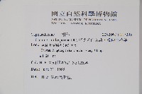 平伏莖白花菜、成功白花菜藏品圖，第2張