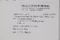 平伏莖白花菜、成功白花菜藏品圖，第2張
