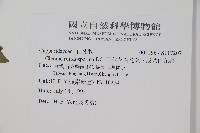 平伏莖白花菜、成功白花菜藏品圖，第2張