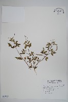 平伏莖白花菜、成功白花菜藏品圖，第1張