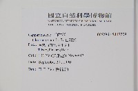 白花菜藏品圖，第2張