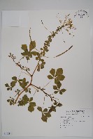 白花菜藏品圖，第1張