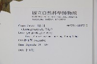 白花菜藏品圖，第2張