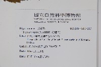 黃鐘花藏品圖，第2張