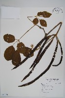 登錄號:S117238藏品圖，第1張