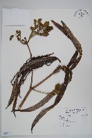 登錄號:S117239藏品圖，第1張