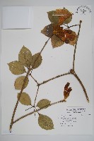 登錄號:S117240藏品圖，第1張