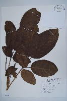 登錄號:S117241藏品圖，第1張