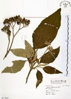 山煙草藏品圖，第1張