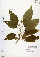 山煙草藏品圖，第1張