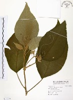 山煙草藏品圖，第1張