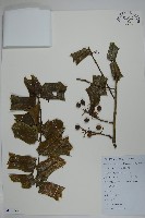 枸骨藏品圖，第1張