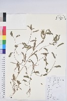 蜜柑草藏品圖，第1張