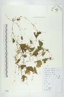 老鼠冬瓜藏品圖，第1張