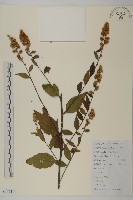 珍珠蒿、奇蒿藏品圖，第1張