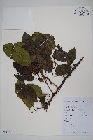 革葉獼猴桃藏品圖，第1張