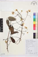 山木通藏品圖，第1張