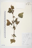 蒼耳藏品圖，第1張