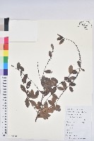 葉底珠、市蔥密花葉底珠藏品圖，第1張