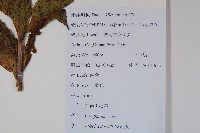 江南山梗菜藏品圖，第2張