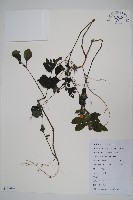 華九頭獅子草藏品圖，第1張