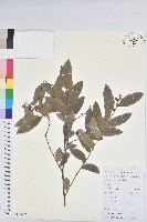 紅毛饅頭果藏品圖，第1張