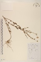 雞兒腸藏品圖，第1張