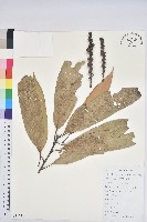 綿柯藏品圖，第1張