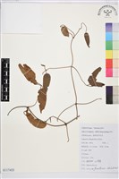 山木通藏品圖，第1張