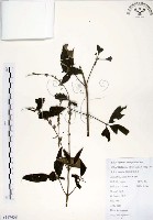 黃荊藏品圖，第1張