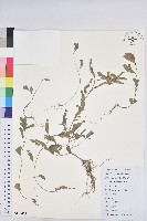 蜜柑草藏品圖，第1張