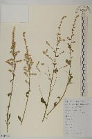 角菜、珍珠菜藏品圖，第1張