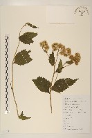 異葉澤蘭藏品圖，第1張