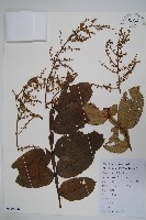 鹽膚木藏品圖，第1張