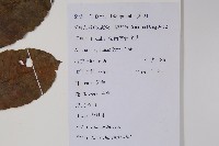 鹽膚木藏品圖，第2張