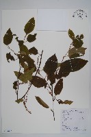 千筋樹藏品圖，第1張