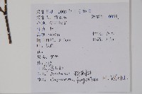 千筋樹藏品圖，第2張